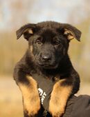 Deutscher schäferhund 100% DDR Linie in 04886