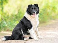 Kinderlieber und katzenkompatibler Rüde - Kierspe