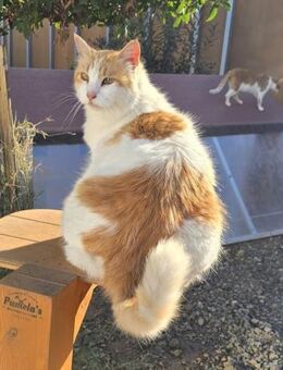 Aliki - das Fellknäuel das gerne schmust - Kirchheim (München)