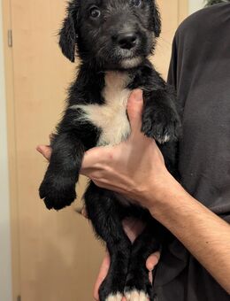 Herzallerliebste Doodle Welpen - Unterwellenborn