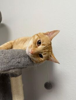 Zahme Hauskatzen in liebevolle Hände abzugeben - Mülsen