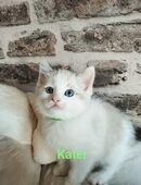 Wunderschöne birma Siam Mix Babys in 47929