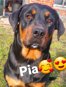 Rottweiler Schäferhund Mix Welpen - Warlitz