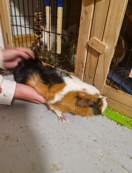 Meerschweinchen Dame - Radeberg
