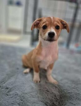 kleine Juna sucht grosses Glück - Neuberg