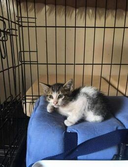 Theo aus dem Tierschutz - Grevenbroich