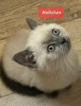 Reinrassige BKH Kitten - Brakel