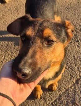 zauberhafter, lieber Junghund Trusty - Kallmünz