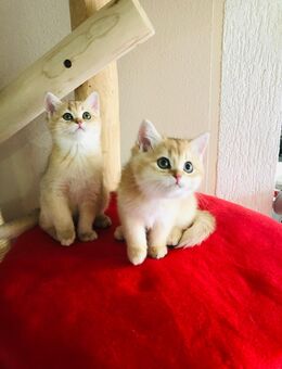 Wunderschöne reinrassige BKH (letztes Mädchen und ein Junge) mit Stammbaum. - Biberach (Riß)