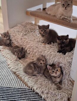 Bkh Kitten.Britisch Katze - Dortmund Huckarde