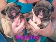 Französische Bulldogge Welpen 2 - Trusetal