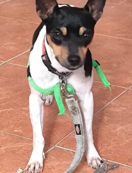 Peque Ein Kämpfer sucht sein Glück - Wöllstadt