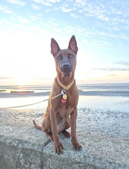 Einzigartige Süße Thai Ridgeback Hündin sucht liebevolle Familie - Schiffdorf