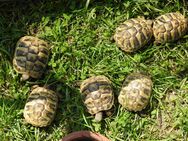 Griechische Landschildkröten abzugeben - Dormagen