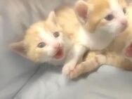 2 Kitten (Jungen) suchen noch ein Zuhause - Herne
