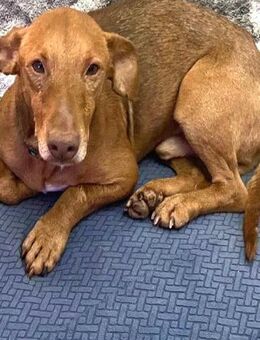 BRUNO - zum Sterben ausgesetzt...... - Kempen