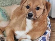 Mischling Aron sucht liebe Menschen - Neuhausen (Fildern)