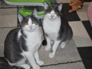 DUSTY&TONI-kleine Kater auf Familiensuch - Pfaffenhofen (Roth)