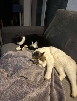 LUCKY u. CHARLY, m., kastr., geb. 2019 - Sipplingen