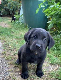 Aussiedor Labrador Mix Welpen abgabebereit - Biebertal
