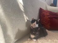 Süße Kitten suchen ein neues Zuhause - Tönning