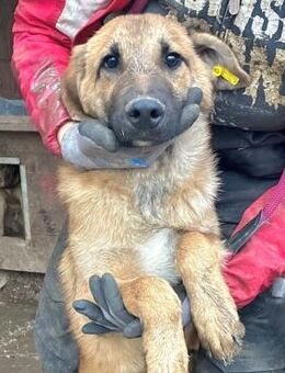 EIKE ~ pfötelte nach mehr Zuwendung - Duisburg