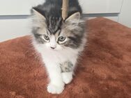 Kitten Kätzchen 2 Ragdoll BKH Mix bald abgabebereit !! - Spaichingen