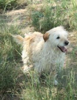 Anhänglicher Hund Peludito - München