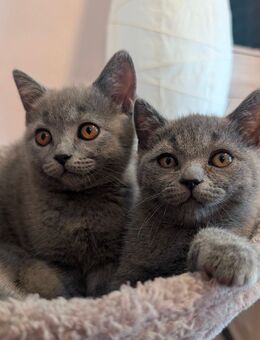 Liebevoll aufgezogene Babykatzen suchen ein Zuhause Unsere kleinen Katzenbabys - Lehrberg