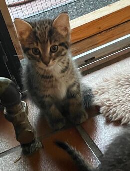 Kitten / Katzenbabys - Euskirchen