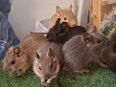 Degu Weibchen in 72820
