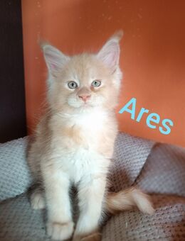 Reinrassige Typvolle Maine Coon Kitten mit Stammbaum - Mödingen
