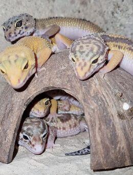 Traumhaft schöne Leopardgeckos super zahm - Jüchen