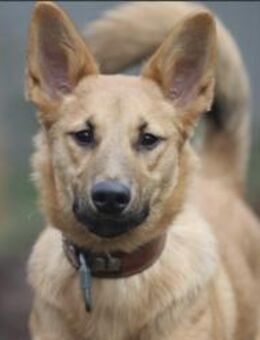 Bella sucht ein Zuhause - Pirmasens