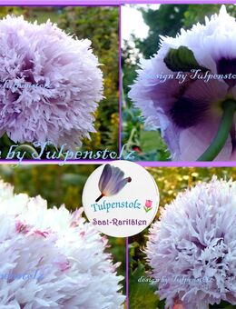 ♥ Riesen Mohn fliederfarbend gefüllt Samen, Tulpenstolz Garten,Rarität Papaver violett,lila,Saatgut - Hamburg