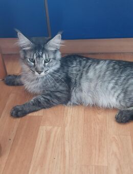 Maine coon Katerchen xxl - Gerolstein
