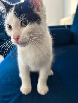 Freundlicher junger Kater sucht neues Zuhause - Dresden