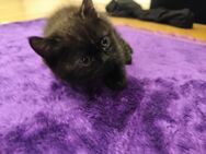 Britische Katze welpe - Düsseldorf