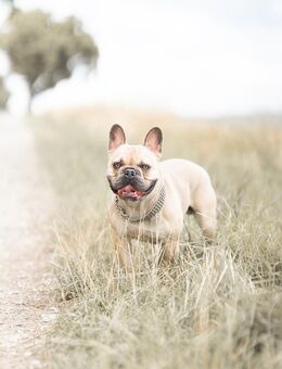 Französische Bulldogge - Nörten-Hardenberg