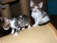 Katzenbaby, Katzenkinder, Kitten, Kätzchen VORANZEIGE ABGABE - Bleicherode