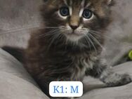 Maine Coon Kitten reinrassig - Altötting