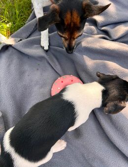 Jack Russell Terrier Achtung diese 3 sind noch da - Muldestausee