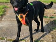 Tilda sucht ein Zuhause - Linden (Hessen)