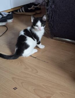 Kitten suchen ein zuhause - Witten