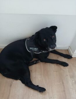 Labradormischling sucht ein neues Zuhause - Nieheim