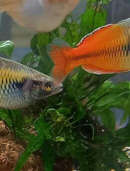 Regenbogenfisch boesemani - Hohenroth