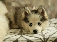 Pomsky F2 Toy & Mini Puppengesicht Bärchentyp Wollycoat - Espelkamp