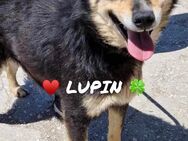 ♥️LUPIN ist ein 🐕‍🦺 zum Knutschen♥️ - München