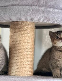 Typvolle BKH Kitten, zwei Mädchen mit Stammbaum, Impfung, Gesundheitszeugnis - Bad Arolsen