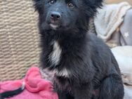 Border Collie Australian Shepherd Welpen - Trier